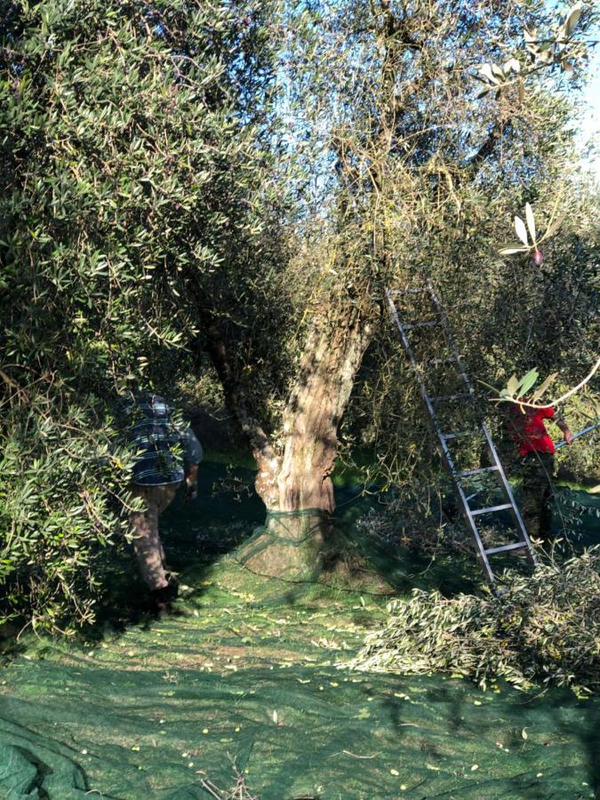 Il Borghetto Andrea Tafi Guest House Lamporecchio Exterior foto